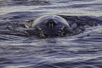 Baleine à bosse, Svalbard, Norvège