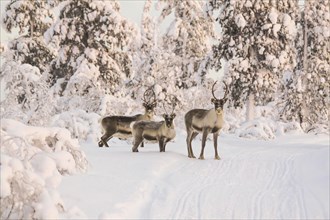 Reindeers near Ivalo, Finland