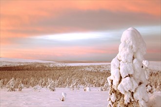 Paysage enneigé en Laponie, Finlande