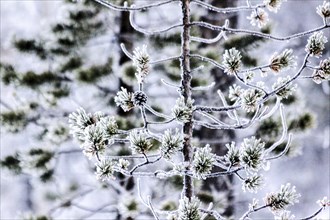 Sapins en hiver, Finlande