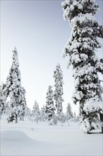 Forêt de pins enneigée en Laponie, Finlande