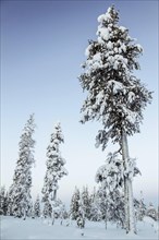 Forêt de pins en Laponie, Finlande