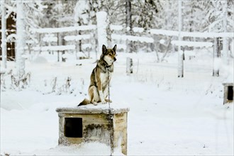 Chien de traîneau sur sa niche, Laponie, Finlande