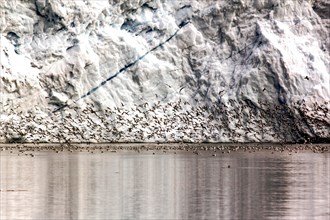 Detail from an iceberg and bird swarm in Greenland