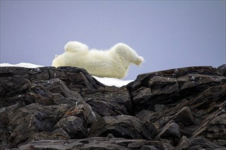 Polar bear in the North Pole