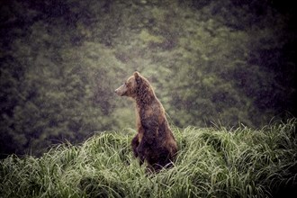 Kodiak Island bear, Kodiak, Alaska