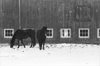 Horses by Barn in Snow