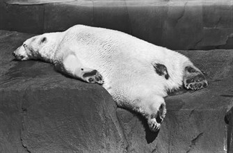 Sleeping Polar Bear on Rock