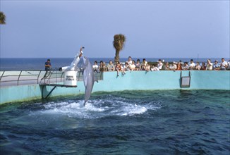 Dolphin Jumping out of Water for Food at Show, Florida, USA, 1955