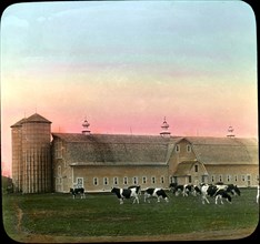 Holstein Cattle, Dairy Barns and Silos, Moorhead, Minnesota, USA, Magic Lantern Slide, circa 1910