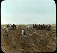 Potato Digging Machines at Work, Moorhead, Minnesota, USA, Magic Lantern Slide, circa 1910