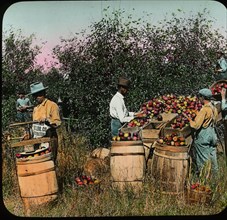 Workers Picking, Sorting and Packing Apples in Barrels, Ozark Apple Region, Missouri, USA, Magic Lantern Slide, circa 1910