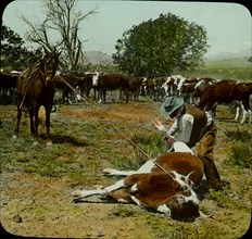 Cowboy and Horse Holding a Lassoed Cow, Kansas, USA, Magic Lantern Slide, circa 1910