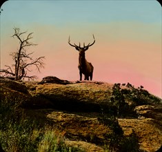 Snapshot of Wild Elk, Montana, USA, Magic Lantern Slide, circa 1910