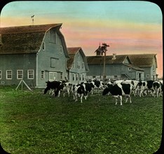 Dairy Barn and Holstein Cattle, Lakemills, Wisconsin, USA, Magic Lantern Slide, circa 1910