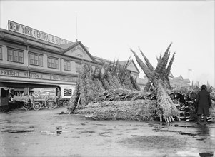 Christmas Tree Market, Barclay Street Station, New York City, New York, USA, Detroit Publishing Company, 1895