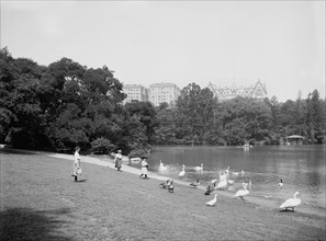 Women Feeding Swans, Central Park, New York City, New York, USA, Detroit Publishing Company, 1903