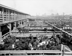 Stockyards, Kansas City, Missouri, USA, Detroit Publishing Company, 1906