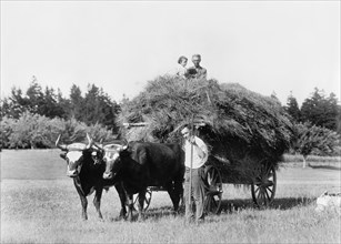 Hay Wagon and Oxen, Massachusetts, USA, Detroit Publishing Company, 1915