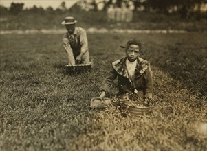 9-year-old Girl Picking Cranberries in Bog with Father, Wareham, Massachusetts, USA, Lewis Hine, 1911