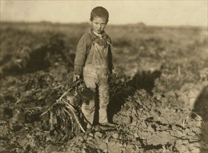 Portrait of 6-year-old Boy Pulling Beets on Parent's Farm, Sterling, Colorado, USA, circa 1915
