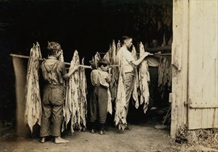 Two Young Boys Helping to House Tobacco in Barn, Hedges Station, Kentucky, USA, Lewis Hine, 1916