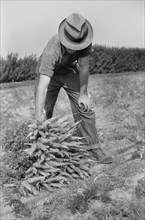 Farm Laborer Piling up Bunches of Carrots, Camden County, New Jersey, USA, Arthur Rothstein for Farm Security Administration, October 1938