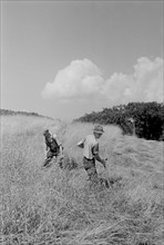 Workers Cutting Hay in Field, Windsor County, Vermont, USA, Arthur Rothstein for Farm Security Administration (FSA), September 1937