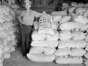 Project Manager with Bags of Kaffir Seed Grown by Resettled Farmers, Ropesville, Hockley County, Texas, USA, Arthur Rothstein for Farm Security Administration (FSA), April 1936