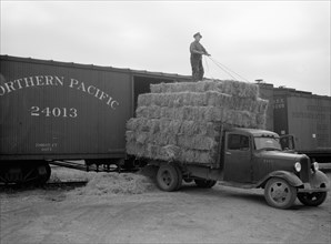 Unloading Bales of Hay near Dickson, North Dakota, USA, Arthur Rothstein for Farm Security Administration (FSA), July 1936