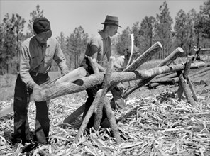 Workers Peeling Pine Logs for Fence Post, Pine Ridge Land Use Project, Dawes County, Nebraska, USA, Arthur Rothstein for Farm Security Administration (FSA), May 1936