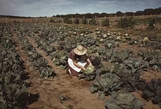 Homesteader's Wife with Homegrown Cabbage, Pie Town, New Mexico, USA, Russell Lee, October 1940