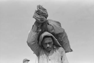Stevedore with Sack of Oysters on Back, Olga, Louisiana, USA, Russell Lee, September 1938