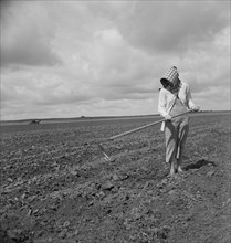 Wife of Tenant Farmer Hoeing Soil, Texas, USA, Dorothea Lange for Farm Security Administration, June 1937