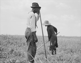 Cotton Sharecroppers, Greene County, Georgia, USA, Dorothea Lange for Farm Security Administration, June 1937