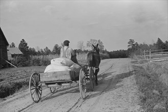 Man Bringing Home Meal from Cooperative Grist Mill on Horse-Drawn Cart, Gees Bend, Alabama, USA, Marion Post Wolcott for Farm Security Administration, May 1939