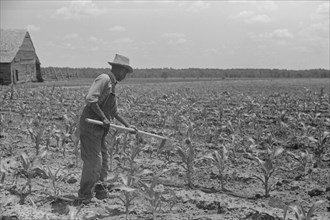 Man Hoeing Corn Field, Flint River Farms, Georgia, USA, Marion Post Wolcott for Farm Security Administration, May 1939