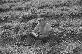 Young Strawberry Picker in Field, near Lakeland, Florida, USA, Marion Post Wolcott for Farm Security Administration, February 1939