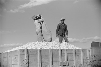 Two Mexican Laborers, contracted by Planters, Emptying Bags of Cotton on Plantation, Perthshire, Mississippi, USA, Marion Post Wolcott for Farm Security Administration, October 1939