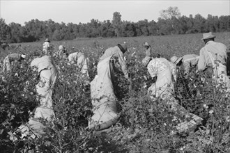 Day Laborers Picking Cotton, Marcella Plantation, Mileston, Mississippi, USA, Marion Post Wolcott for Farm Security Administration, October 1939