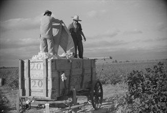 Two Mexican Laborers, contracted by Planters, Emptying Bags of Cotton on Wagon on Plantation, Perthshire, Mississippi, USA, Marion Post Wolcott for Farm Security Administration, October 1939
