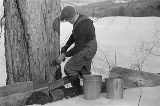 Man Tapping Sugar Maple Tree to Collect Maple Syrup, North Bridgewater, Vermont, USA, Marion Post Wolcott for Farm Security Administration, April 1940