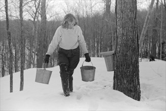 Teenage Girl Gathering Sap from Sugar Maple Trees for Making Maple Syrup, North Bridgewater, Vermont, USA, Marion Post Wolcott for Farm Security Administration, April 1940