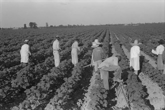 Day Laborers in Field, Hopson Plantation, Clarksdale, Mississippi, USA, Marion Post Wolcott for Farm Security Administration, August 1940