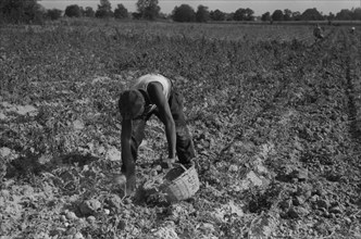 Man Harvesting Potatoes, Jefferson County, Kentucky, USA, Marion Post Wolcott for Farm Security Administration, September 1940
