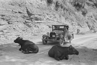 Cows in Road Blocking Car, near Jackson, Kentucky, Marion Post Wolcott for Farm Security Administration, August 1940
