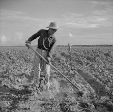 Farmer Hoeing Cotton, Allen Plantation Cooperative Association, near Natchitoches, Louisiana, USA, Marion Post Wolcott for Farm Security Administration, June 1940