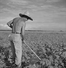 Shirtless Farmer Hoeing Cotton, Allen Plantation Cooperative Association, near Natchitoches, Louisiana, USA, Marion Post Wolcott for Farm Security Administration, June 1940