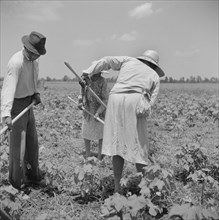 Day Laborers Hoeing Cotton Field, Clarksdale, Mississippi, USA, Marion Post Wolcott for Farm Security Administration, August 1940