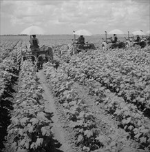 Row of Tractors Riding Through Cotton Field on Plantation, Rear View, Clarksdale, Mississippi, USA, Marion Post Wolcott for Farm Security Administration, August 1940